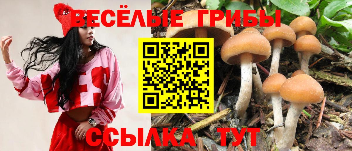 Галлюциногенные грибы Psilocybe  Вход с VPN  Пятигорск 